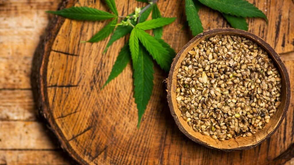 Organic Cannabis Seeds vs. Conventional Which Is Better