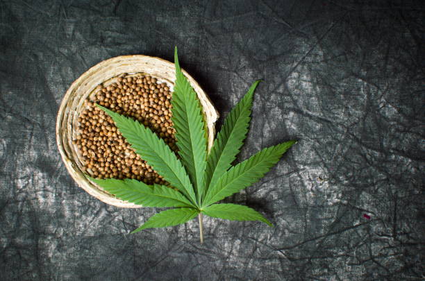 Organic Cannabis Seeds vs. Conventional