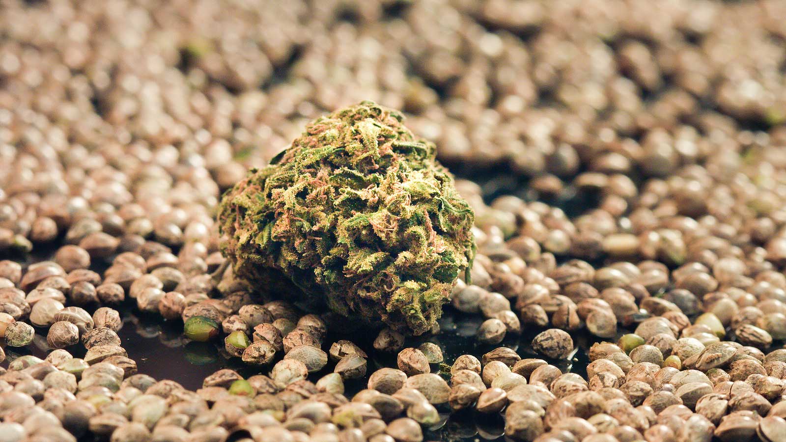 Are Feminized Cannabis Seeds Truly Easy to Grow