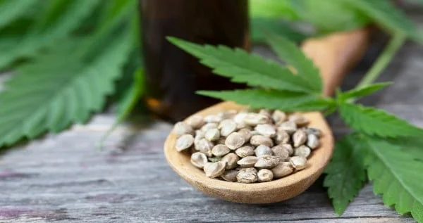Understanding Feminized Cannabis Seeds