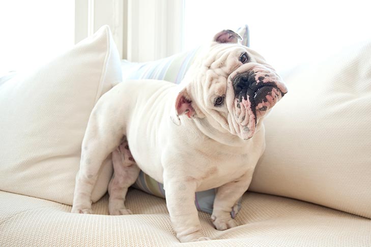 What Is CBD Oil for Pets