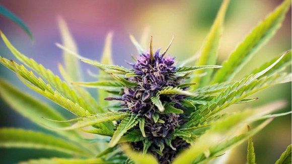 CBD Oil Benefits