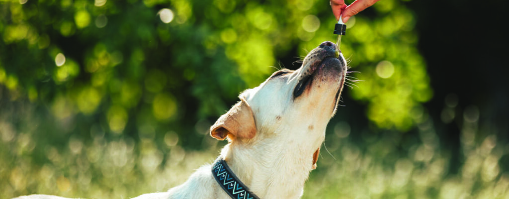 CBD for pets
